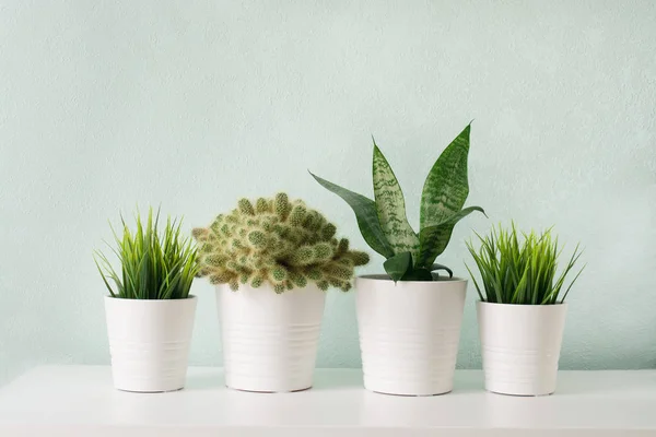 Suculentas em vaso de concreto branco. Quarto escandinavo decoração de interiores — Fotografia de Stock