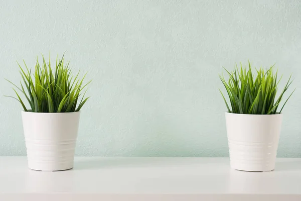 Succulente in vaso di cemento bianco fai da te. Camera scandinava decorazione d'interni — Foto Stock