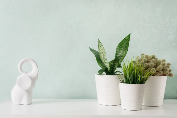 Succulente in vaso di cemento bianco fai da te. Camera scandinava decorazione d'interni — Foto Stock