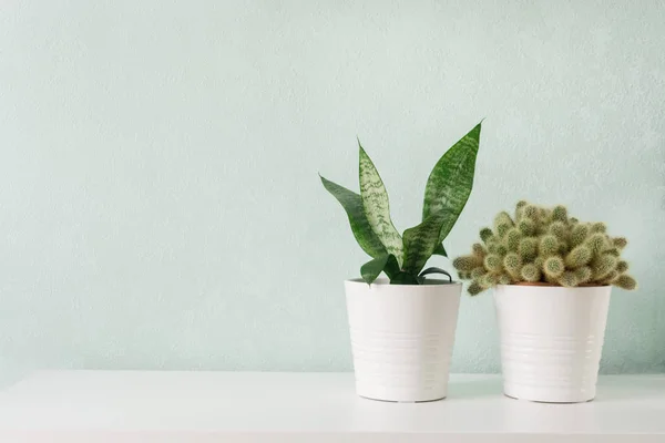 Succulente in vaso di cemento bianco fai da te. Camera scandinava decorazione d'interni Immagine Stock