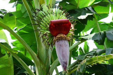 ağaçlarda, bahçede, genç muz yeşil muz muz bahçede bu resim çekildi