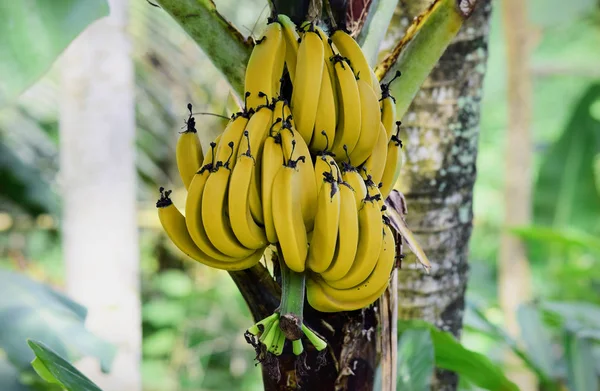 成熟的香蕉在树上 成熟的香蕉在花园里 这张照片是在香蕉园拍摄的 — 图库照片