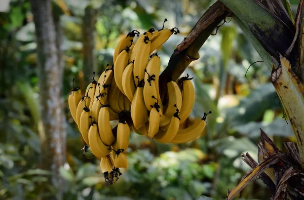 Rijpe Bananen Boom Rijpe Bananen Tuin Deze Foto Genomen Tuin — Stockfoto