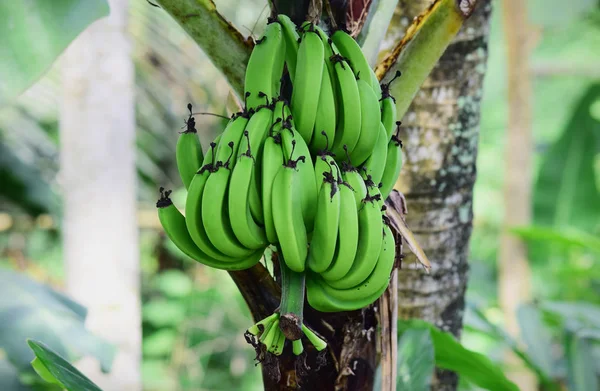 Plátanos Verdes Los Árboles Plátanos Jóvenes Jardín Esta Foto Fue — Foto de Stock