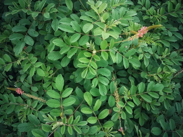 doku verimli ve yeşil otlar, çiçekler içinde küçük çiçekler vardır