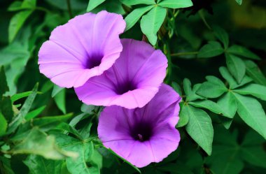 bulanık bir arka plan ile sabah zafer çiçek ayrıntılarını yakın