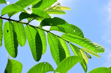 parlak mavi gökyüzünün arka planına karşı guava yapraklarının ayrıntılarını yakın