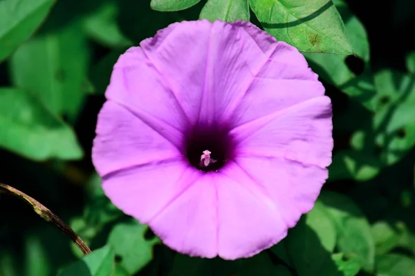 Cerrar Los Detalles Flor Gloria Mañana Con Fondo Borroso —  Fotos de Stock