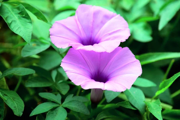 bulanık bir arka plan ile sabah zafer çiçek ayrıntılarını yakın