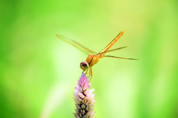 Close Details Dragonflies Wild Blurry Background — Stock Photo, Image