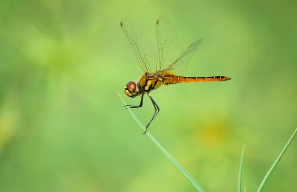 Close Details Dragonflies Wild Blurry Background — Stock Photo, Image