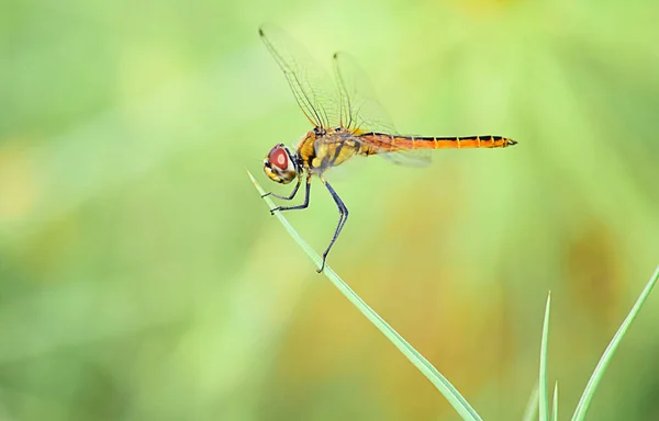 Close Details Dragonflies Wild Blurry Background — Stock Photo, Image