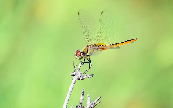 bulanık bir arka plan karşı vahşi yusufçuk ların ayrıntıları kadar yakın