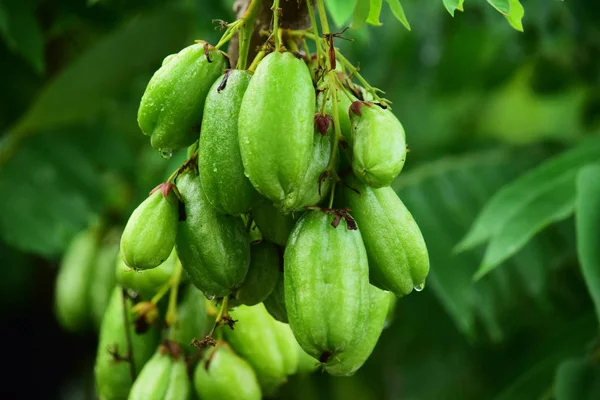 Averrhoa Bilimbi Fruta Fresca Árbol — Foto de Stock