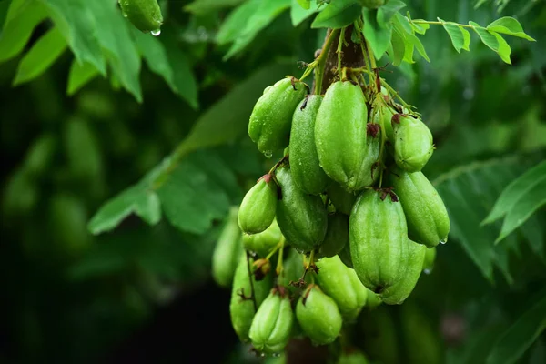 averrhoa bilimbi meyvesi ağaçta taze
