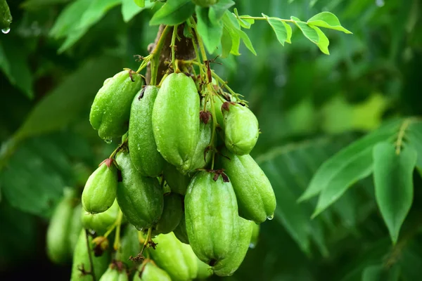 averrhoa bilimbi meyvesi ağaçta taze