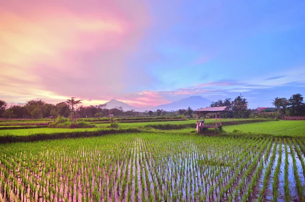 Kırsal kesimdeki dağların ve gün batımlarının arka planına karşı pirinç tarlalarının manzarası