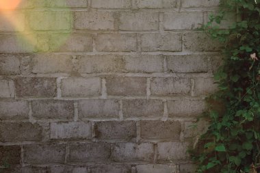 boş alan ile duvarın arka plan, sağda orada weeds bir yayılması