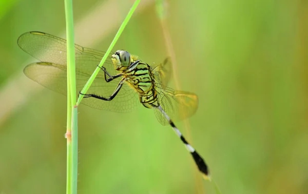 Close Detail Dragonfly Dragonfly Image Wild Blur Background Dragonfly Green — Stock Photo, Image