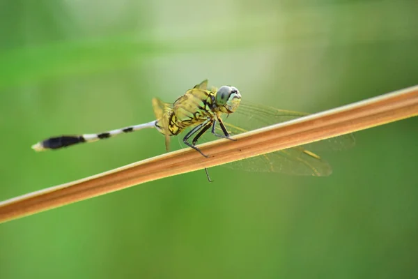 Close Detail Dragonfly Dragonfly Image Wild Blur Background Dragonfly Green — Stock Photo, Image