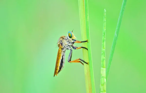 Asilidae soyguncu sinek ailesi, aynı zamanda suikastçı sinekdenir. Robber Flies yakın detay, Soyguncu vahşi uçar.