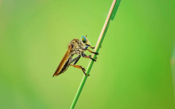 Asilidae soyguncu sinek ailesi, aynı zamanda suikastçı sinekdenir. Robber Flies yakın detay, Soyguncu vahşi uçar.