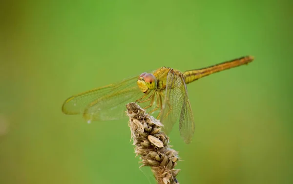 Close Details Van Dragonfly Dragonfly Afbeelding Wild Met Vage Achtergrond — Stockfoto