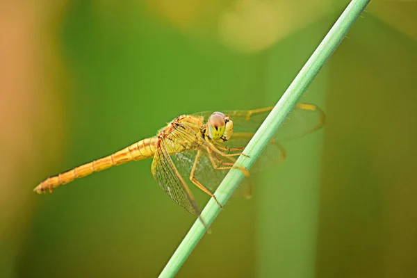 Close Detail Dragonfly Dragonfly Image Wild Blur Background Orange Dragonflies — Stock Photo, Image