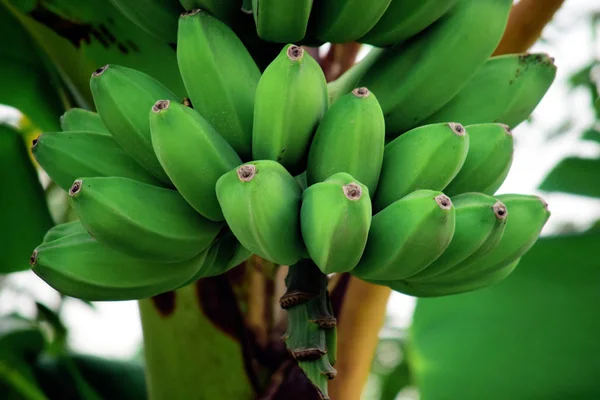 Verse Groene Bananen Tuin — Stockfoto