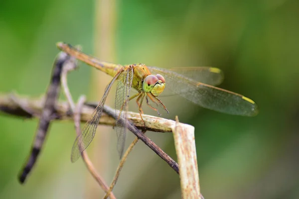 Närbild Detalj Trollslända Dragonfly Bilden Vild Med Oskärpa Bakgrund Apelsin — Stockfoto