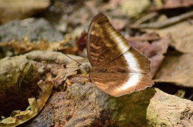 Kahverengi kelebekler ya da meyve kelebekleri Kelebeklerin detaylarını kapatın