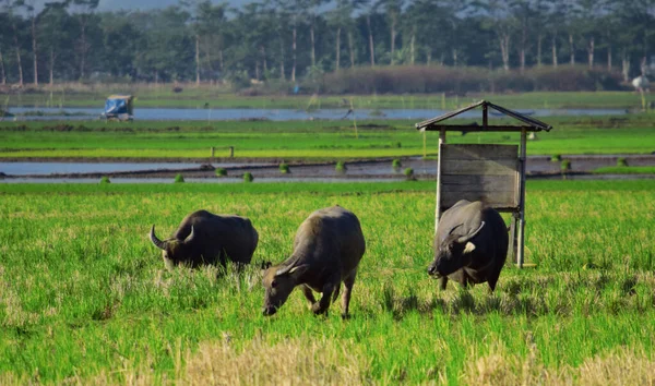 Tarlada bizonlar, çim yiyen bufalolar