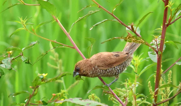 Kuşlar tarlada pirinç yerler. Pul göğüslü munia ya da benekli munia (Lonchura punctulata) bulanık bir arka plan ile vahşi doğada.