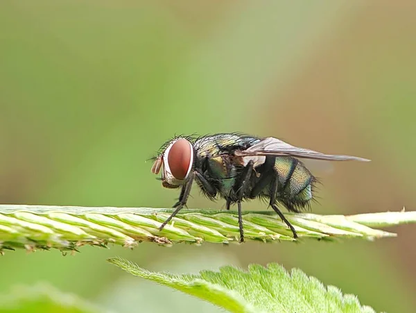 Doğulu Latrine Fly - Yeşil sinekler, sineklerin detaylarını kapatın