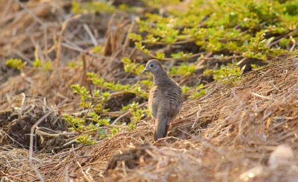Zebra Güvercini (Geopelia striata) - Zebra Güvercini, tarlalarda tohum yiyen kuşların detaylarını kapat
