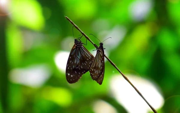 Kelebeklerin ayrıntılarını kapat, (Ideopsis juventa) çiçekli kahverengi kelebekler bulanık bir arkaplanda