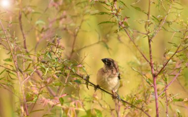 Finch - Pul göğüslü munia (Lonchura punctulata) doğada bulanık bir arka plana sahip benekli munia. Tarladaki küçük kuş