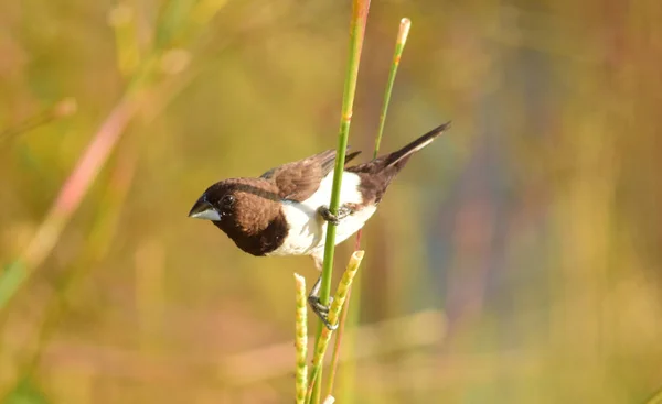 Finch Passeri Giavanese Lonchura Leucogastroides Dettagli Ravvicinati Degli Uccelli Mangiatori — Foto Stock