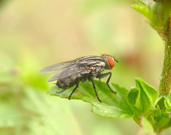 Sarcophaga Carnaria 외따로 떨어져 나뭇잎에 파리의 사항을 자세히 살펴봄 — 스톡 사진