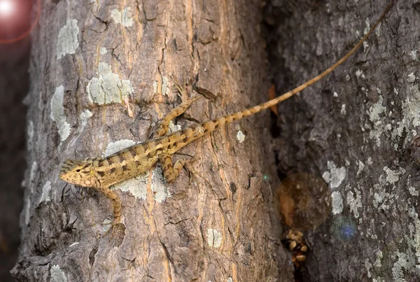 Doğulu bahçe kertenkelesi (Calotes versicolor) - Bahçe kertenkeleleri ağaç dalları, kamuflaj bahçe kertenkeleleri üzerinde dinlenir. Bukalemun detaylarını kapat.