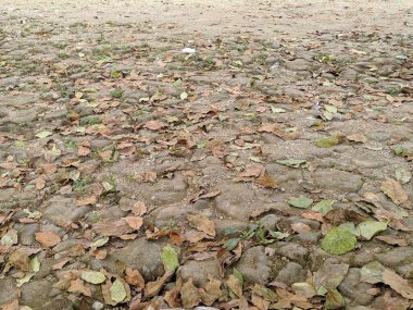 Kuru yaprakların dokusu ve arka planı etrafa saçılmış.