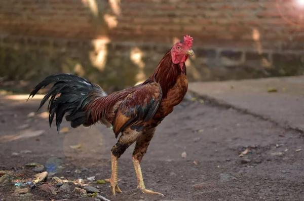 Horozlar, bahçedeki horozların ve horozların detaylarını kapatın.