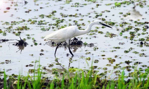 Akbalıkçıl doğada, Egret tarlalarda yiyecek arıyor.