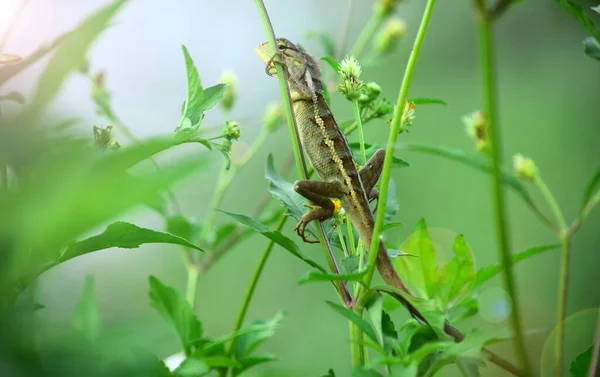 Doğulu bahçe kertenkelesi (Calotes versicolor) - Bahçe kertenkeleleri ağaç dalları, kamuflaj bahçe kertenkeleleri üzerinde dinlenir. Bukalemun detaylarını kapat.