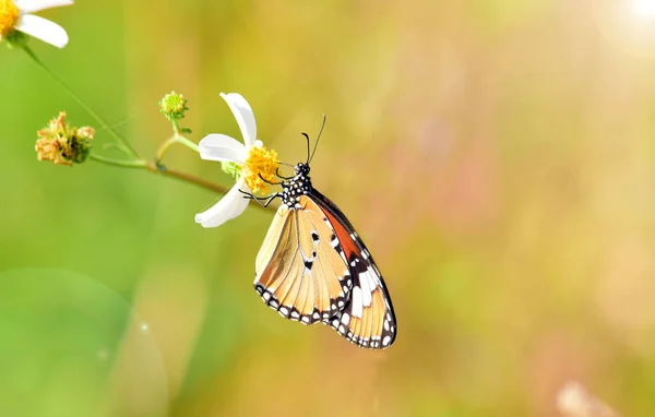 Kelebek sade kaplanı (Danaus Chrysippus) - Bulanık arka planı olan bir çiçekte kelebek