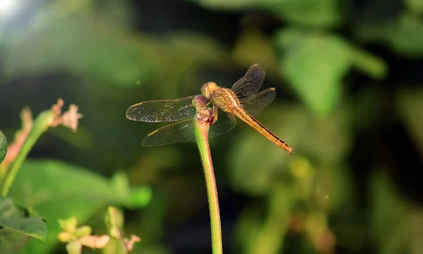 Close Detail Dragonfly Dragonfly Image Wild Blur Background Dragonfly Isolated — Stock Photo, Image