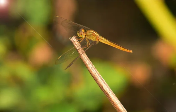 Détail Rapproché Libellule Image Libellule Est Sauvage Avec Fond Flou — Photo