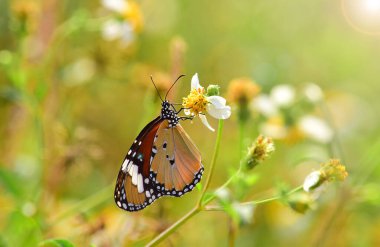 Kelebek Düzlüğü Kaplanı (Danaus Chrysippus) - Bulanık arka planı olan bir çiçekte kelebek. Kelebekler izole.