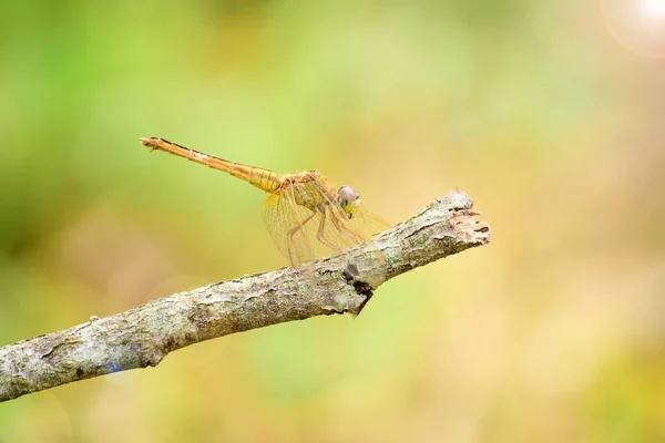 Close Detail Dragonfly Dragonfly Image Wild Blur Background Dragonfly Isolated — Stock Photo, Image