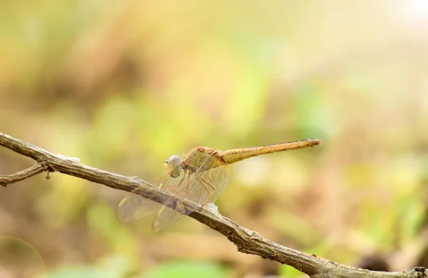 Dicht Bij Detail Van Libelle Libelle Afbeelding Wild Met Wazige — Stockfoto